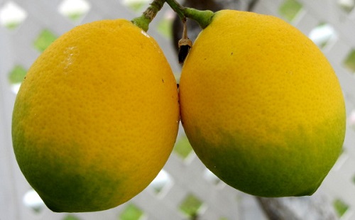 lemon fertility.JPG